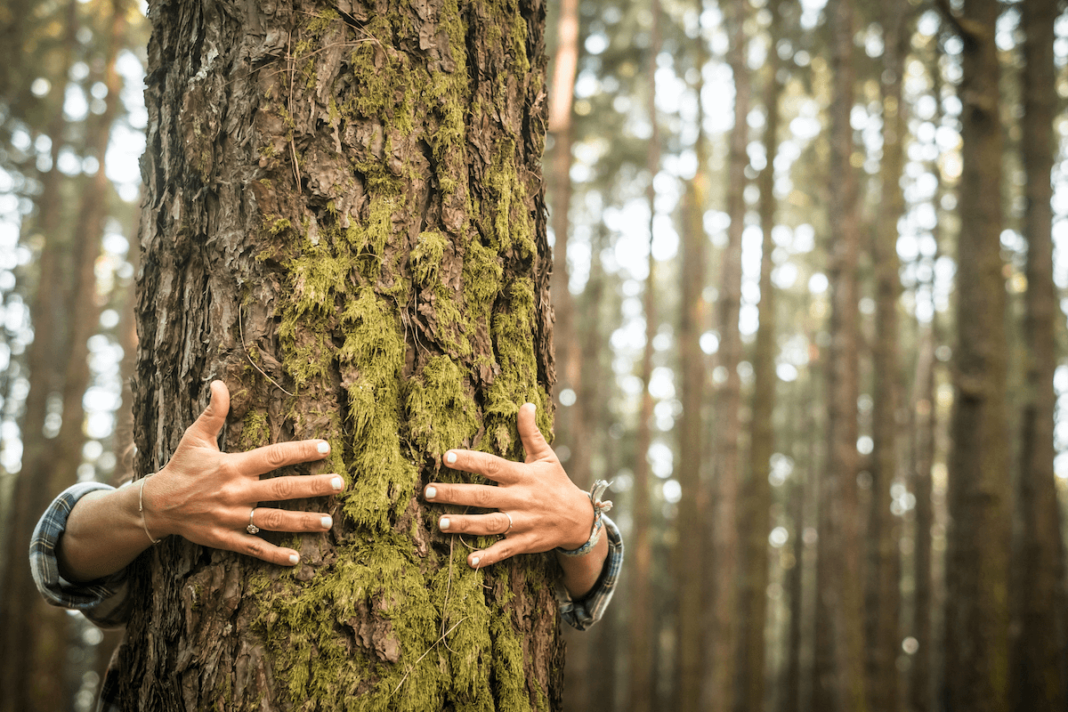 Cuidar los bosques