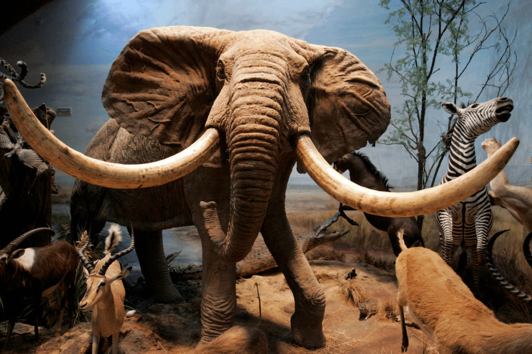 Elefante en el Museo de la Fauna Salvaje de Valdehuesa, León