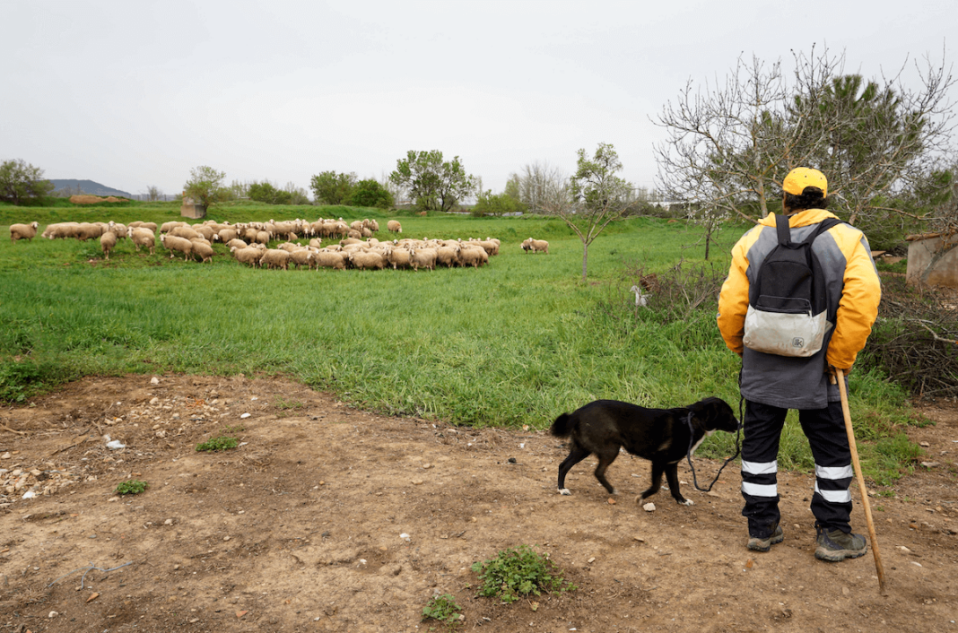 Un pastor en Medina de Rioseco, Valladolid