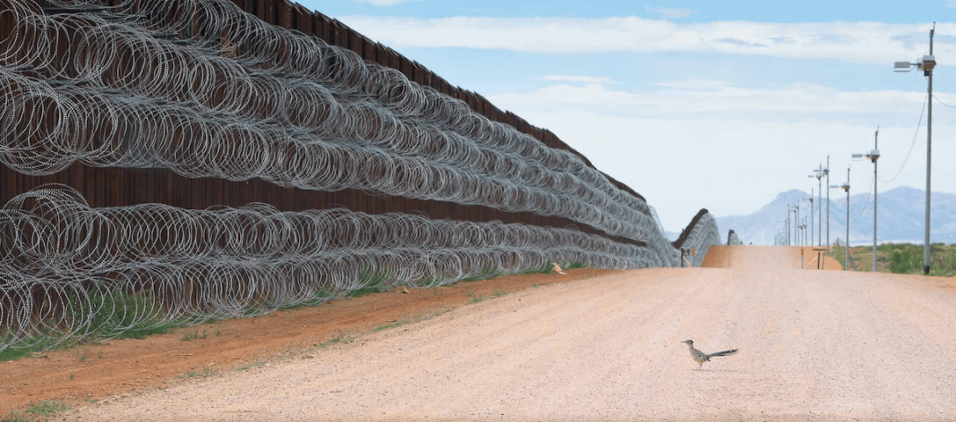 La foto ganadora del concurso Bird of year y que muestra un correcaminos en la frontera entre México y EEUU
