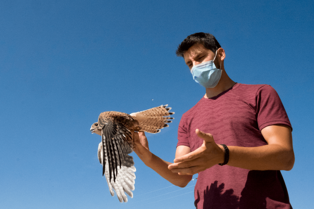 El Centro de Recuperación Las Dunas de Salamanca atiende a diario a aves heridas