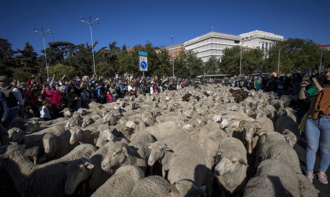 Más 1.000 ovejas pasan por la capital de España