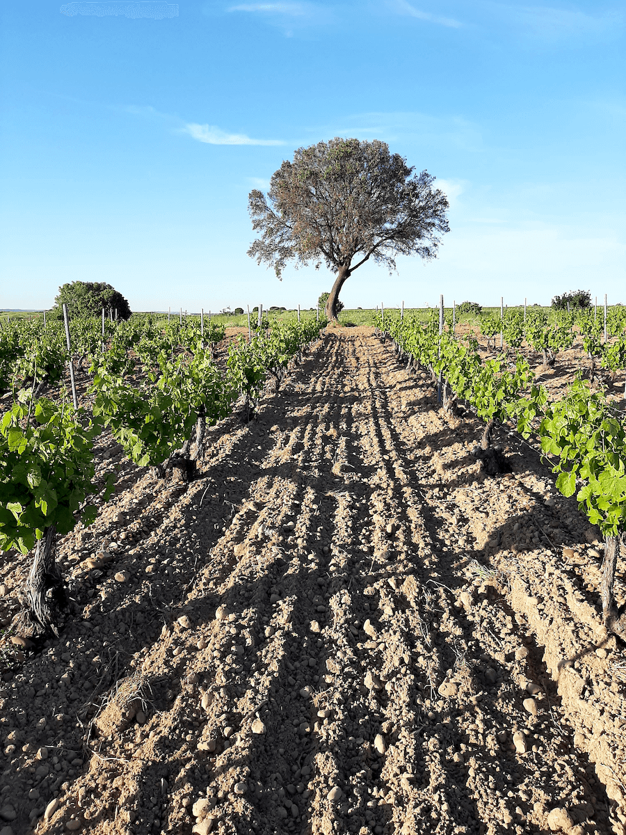 Viñedos de la Ruta del Vino de Rueda