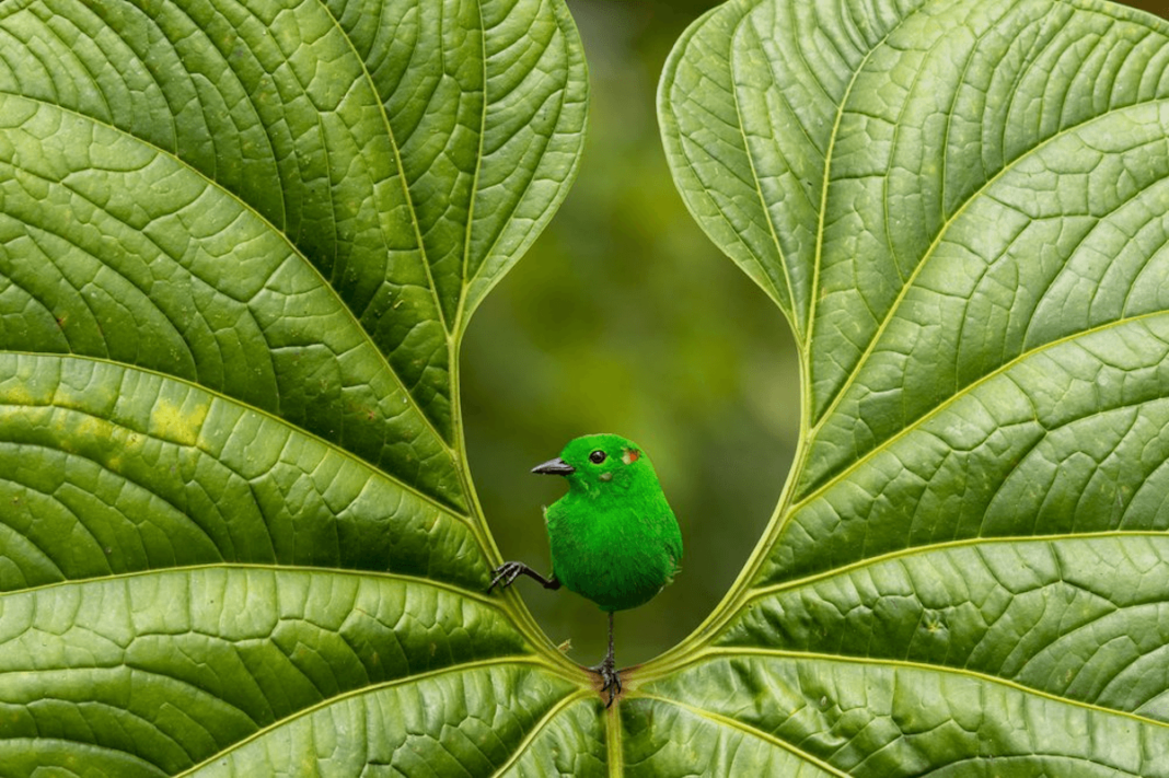 'Verde reluciente', fotografía de de Nicolas Reusens, una de las imágenes premiadas en el concurso mundial 'Fotógrafo del año de aves'