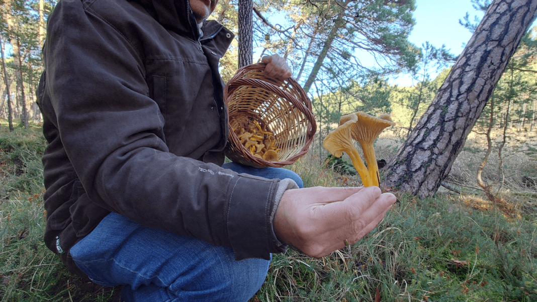 Castilla y León ofrece una rica variedad de setas