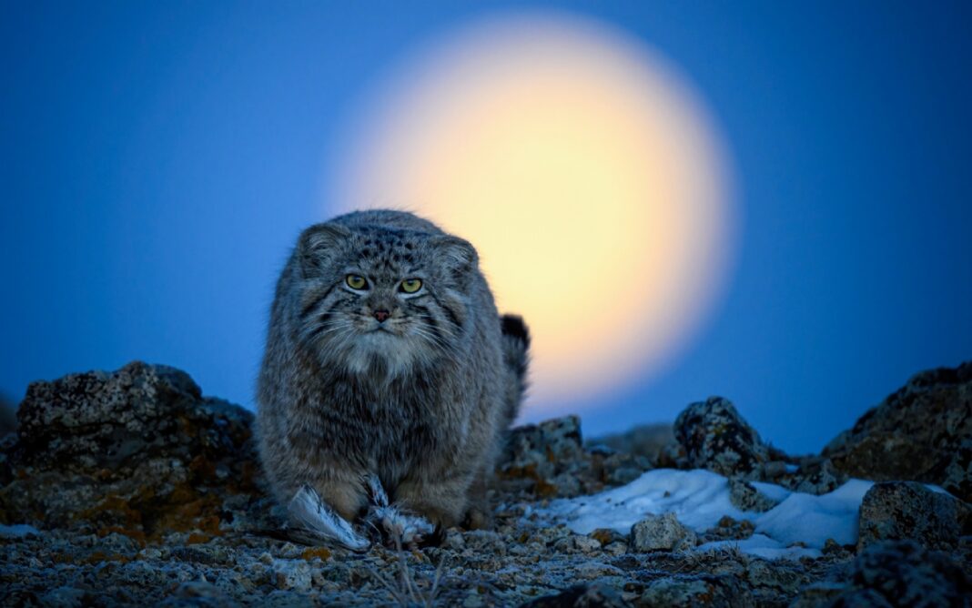 Una de las fotografias ganadoras del concurso de fotogría de naturaleza más importantes de España, MontPhoto
