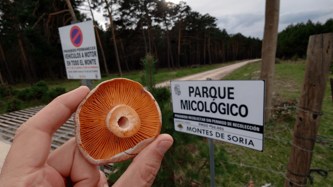 La provincia de Soria destaca por su actividad micológica y el micoturismo