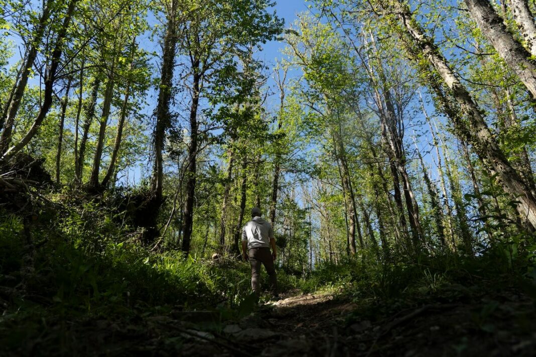 El soto de castaños de Villar de los Barrios, en la provincia de León, Bosque del Año en España 2024