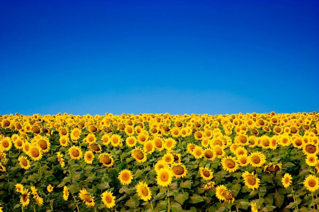 girasol y cielo El color amarillo de los girasoles se mezcla con el intenso azul del cielo en muchos campos españoles